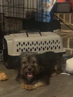 Cody , a male Yorkshire Terrier for sale in Sandersville, GA – 4 of 4