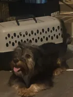 Cody , a male Yorkshire Terrier for sale in Sandersville, GA – 1 of 4