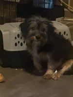 Cody , a male Yorkshire Terrier for sale in Sandersville, GA – 3 of 4