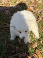 Snowball, a female Pomsky for sale in Atlanta, MI – 2 of 3