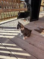 Socks, a male Pomsky for sale in Atlanta, MI – 4 of 4
