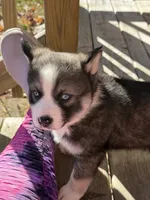 Socks, a male Pomsky for sale in Atlanta, MI – 2 of 4