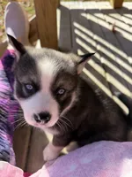 Socks, a male Pomsky for sale in Atlanta, MI – 1 of 4
