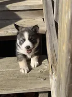 Socks, a male Pomsky for sale in Atlanta, MI – 3 of 4