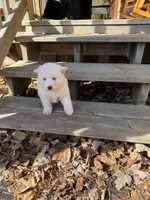 Snowball, a female Pomsky for sale in Atlanta, MI – 3 of 3