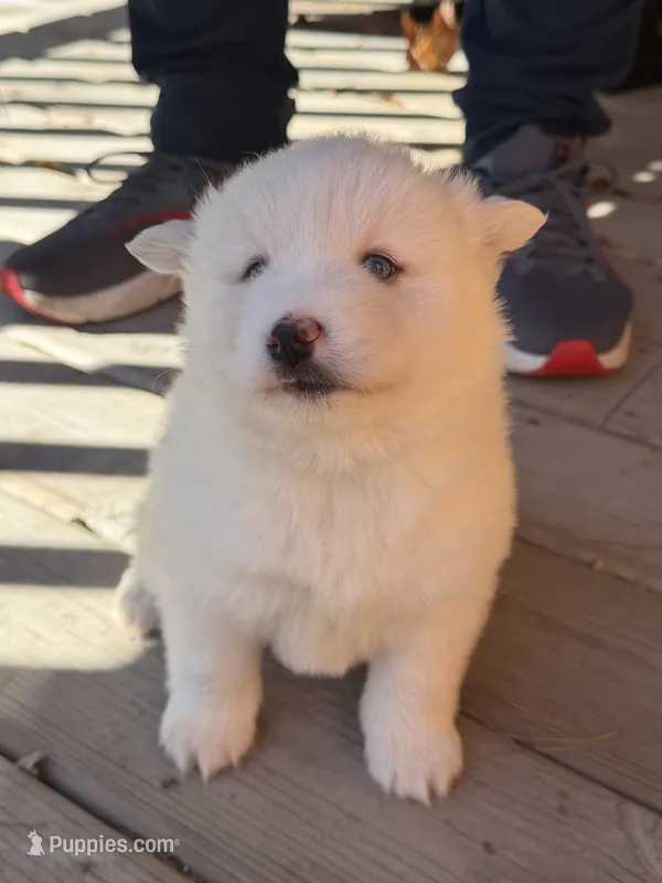 Snowball – Pomsky puppy for sale in Atlanta, MI