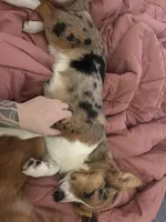 Ellie, a female Australian Shepherd and Cardigan Welsh Corgi for sale in Valdosta, GA – Photo 3 of 3