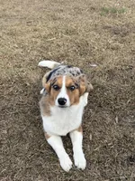 Ellie, a female Australian Shepherd and Cardigan Welsh Corgi for sale in Valdosta, GA – Photo 1 of 3