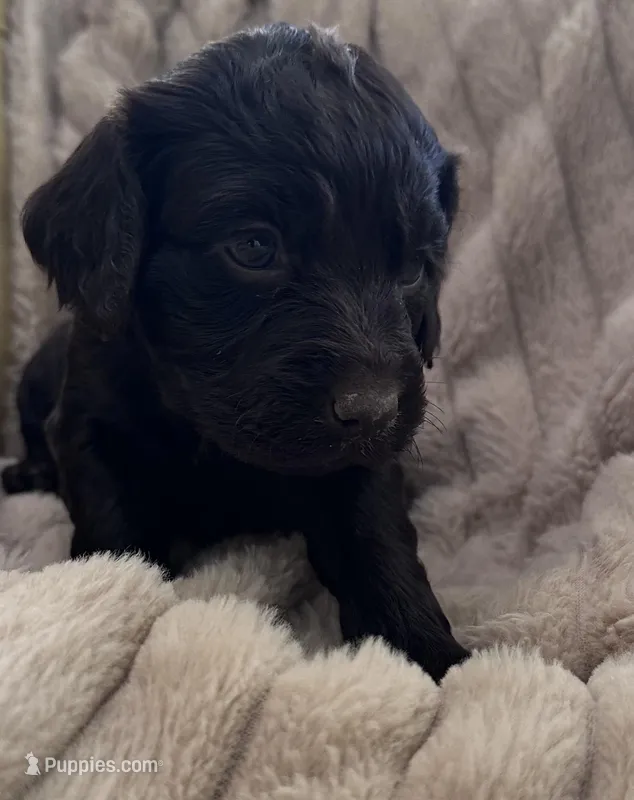 orange boykin male – Boykin Spaniel puppy for sale in Edgefield, SC