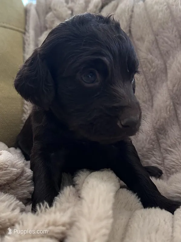 pink female boykin – Boykin Spaniel puppy for sale in Edgefield, SC