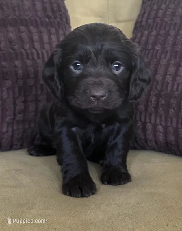 purple female boykin