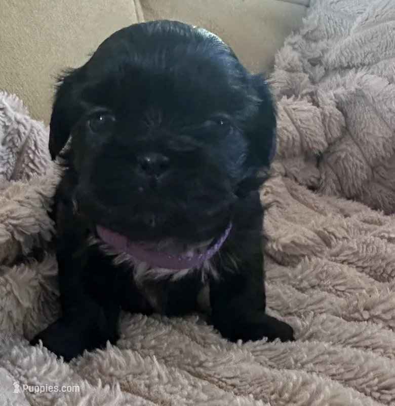 purple shorkie male – Shorkie puppy for sale in Edgefield, SC
