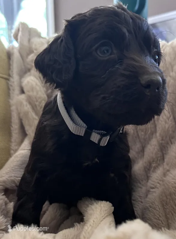 green male boykin – Boykin Spaniel puppy for sale in Edgefield, SC