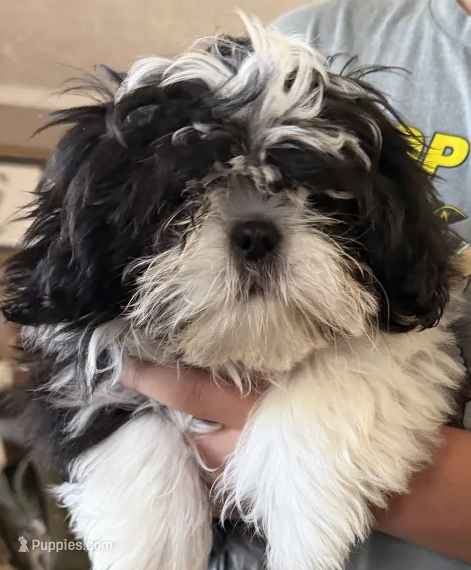 orange male shorkie – Shorkie puppy for sale in Edgefield, SC