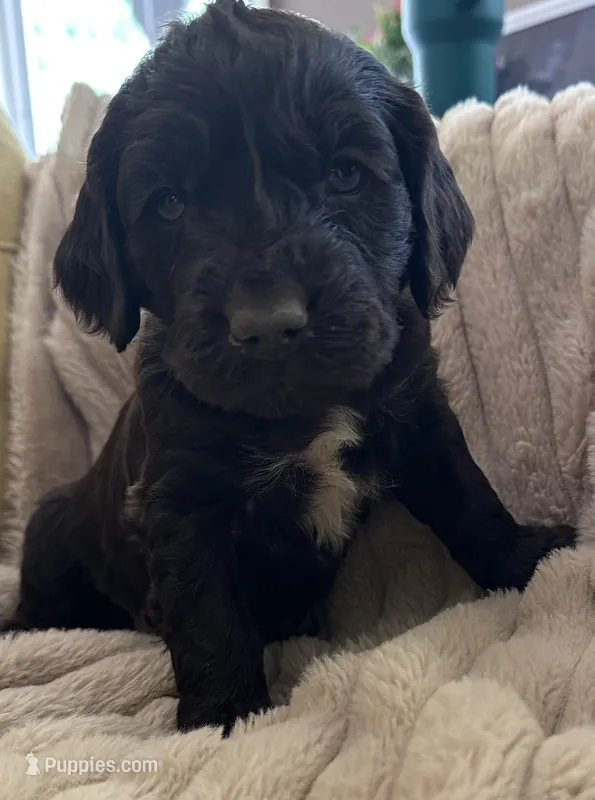 green male boykin – Boykin Spaniel puppy for sale in Edgefield, SC