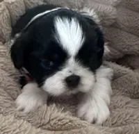 red male shorkie, a male Shorkie for sale in Edgefield, SC – 1 of 1