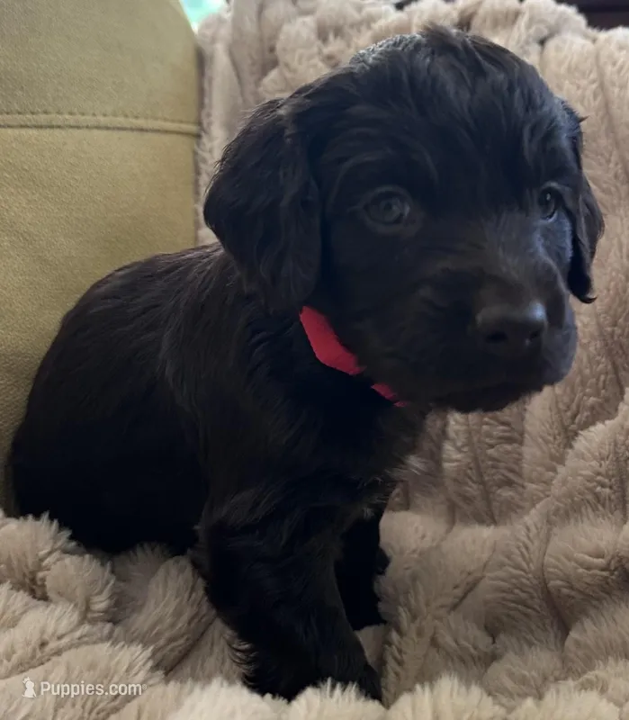 red male boykin – Boykin Spaniel puppy for sale in Edgefield, SC