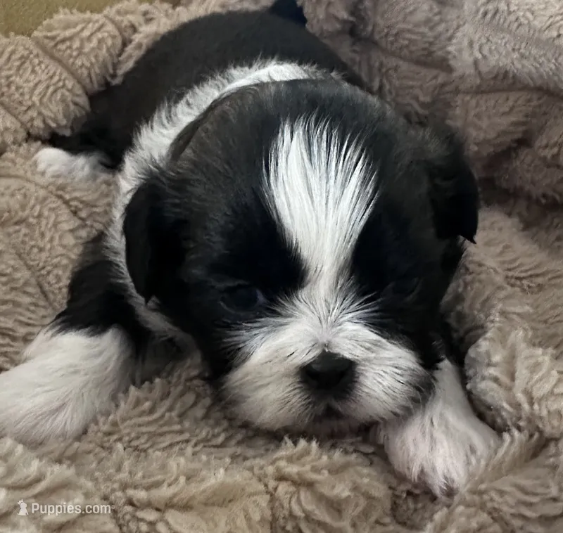 green shorkie male – Shorkie puppy for sale in Edgefield, SC