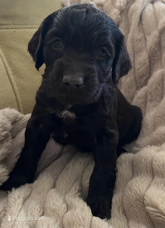 yellow boykin male – Boykin Spaniel puppy for sale in Edgefield, SC