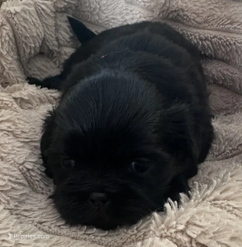 orange shorkie male – Shorkie puppy for sale in Edgefield, SC