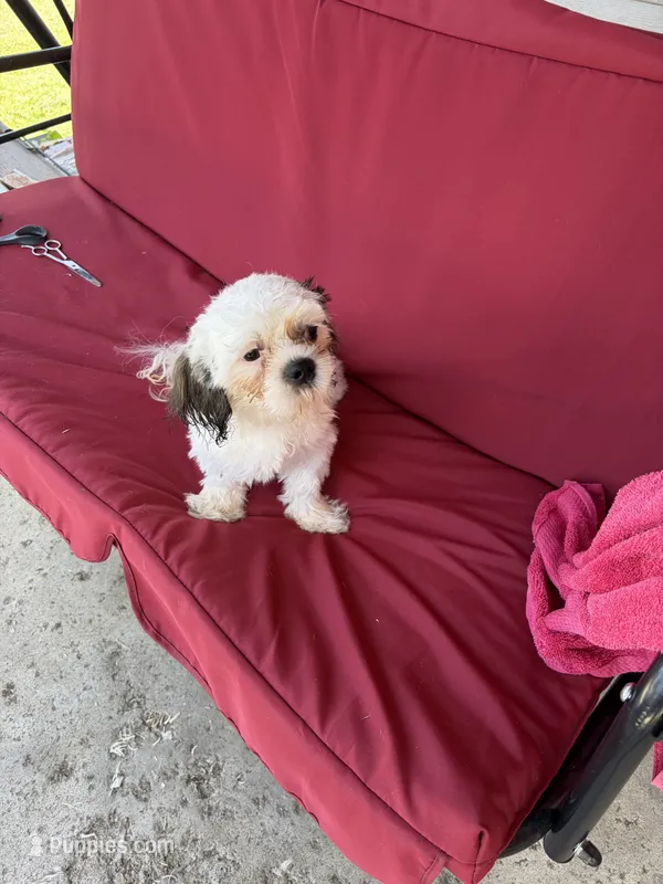 Teddy – Shih Tzu puppy for sale in Mitchell, IN