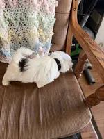 Black one, a male Shih Tzu for sale in Mitchell, IN – 3 of 5