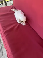 White one, a male Shih Tzu for sale in Mitchell, IN – 3 of 4