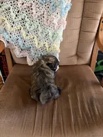 Brown girl, a female Shih Tzu for sale in Mitchell, IN – 4 of 6