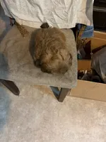 Light brown one, a male Shih Tzu for sale in Mitchell, IN – 6 of 7