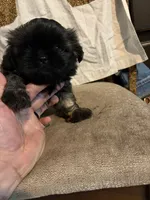 Dark little boy, a male Shih Tzu for sale in Mitchell, IN – 2 of 7