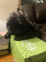 Midnight, a male Shih Tzu for sale in Mitchell, IN – Photo 2 of 7