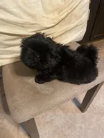 Midnight, a male Shih Tzu for sale in Mitchell, IN – Photo 5 of 7