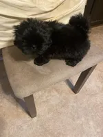 Midnight, a male Shih Tzu for sale in Mitchell, IN – Photo 7 of 7