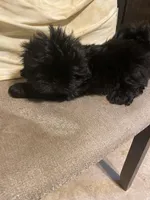 Midnight, a male Shih Tzu for sale in Mitchell, IN – Photo 1 of 7