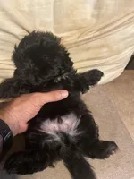 Midnight, a male Shih Tzu for sale in Mitchell, IN – Photo 6 of 7