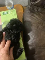 Midnight, a male Shih Tzu for sale in Mitchell, IN – Photo 4 of 7