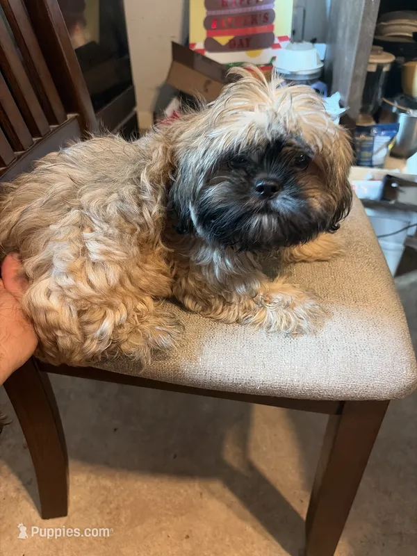Little one – Shih Tzu puppy for sale in Mitchell, IN