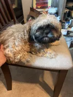 Little one, a male Shih Tzu for sale in Mitchell, IN – 1 of 7