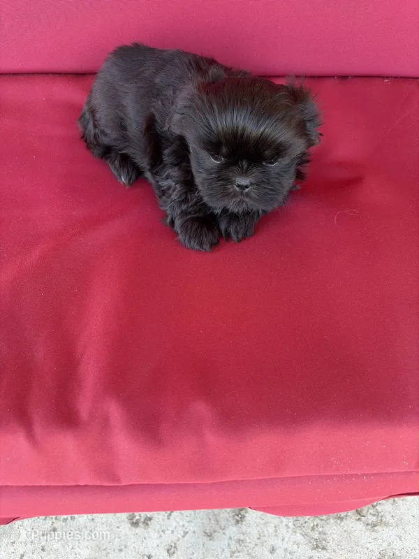 Black one – Shih Tzu puppy for sale in Mitchell, IN