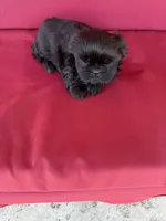 Black one, a female Shih Tzu for sale in Mitchell, IN – 1 of 4
