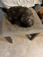 Dark little boy, a male Shih Tzu for sale in Mitchell, IN – 7 of 7