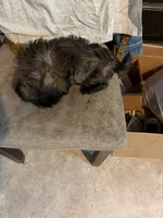Dark little boy, a male Shih Tzu for sale in Mitchell, IN – 6 of 7
