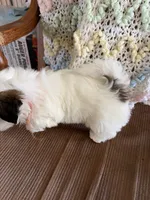 Orange one, a male Shih Tzu for sale in Mitchell, IN – 2 of 5
