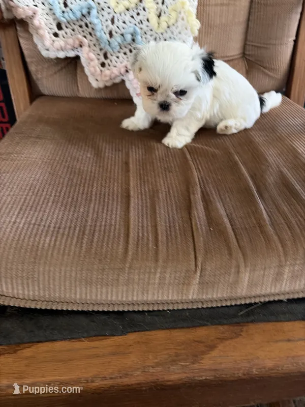Red one – Shih Tzu puppy for sale in Mitchell, IN