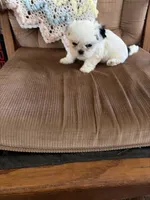 Red one, a male Shih Tzu for sale in Mitchell, IN – 1 of 6