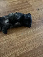 Dark little boy, a male Shih Tzu for sale in Mitchell, IN – 4 of 7