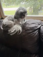 Light brown one, a male Shih Tzu for sale in Mitchell, IN – 8 of 9