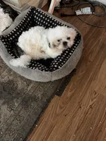 Sammy, a male Shih Tzu for sale in Mitchell, IN – 5 of 5