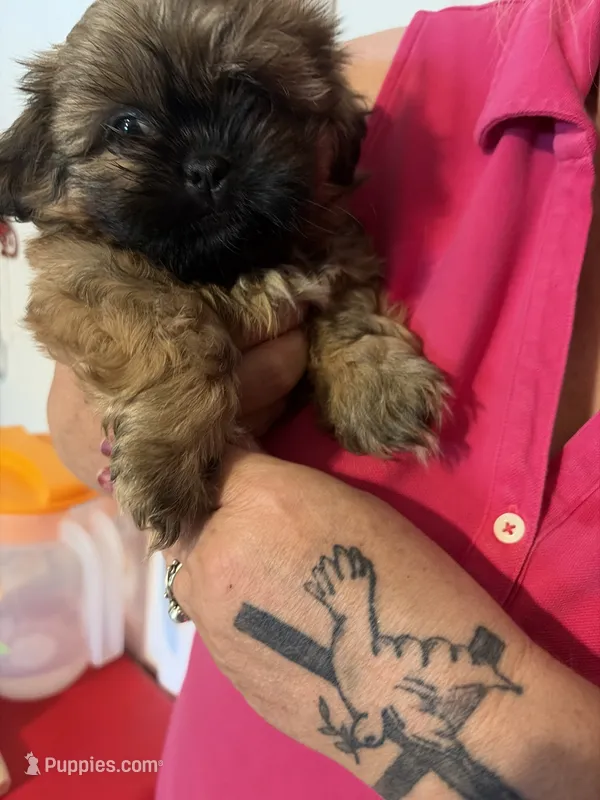 Light brown one – Shih Tzu puppy for sale in Mitchell, IN