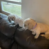 Boy tan one , a male Shih Tzu for sale in Mitchell, IN – Photo 3 of 6